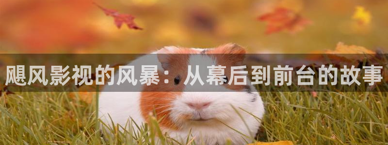 依依色影院：飓风影视的风暴：从幕后到前台的故事
